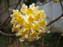 rośliny ozdobne -  Edgewortia papierodajna Edgeworthia chryzantha C4,5/30-40cm