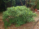 rośliny ogrodowe - Edgewortia papierodajna Edgeworthia chryzantha C4,5/30-40cm