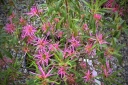 sklep ogrodniczy - Rhododendron stenopetalum LINEARIFOLIUM Azalia-pająk C2/20-30cm *T18