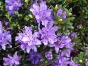 sadzonki -  Rhododendron impeditum AZURIKA /C2 *K13