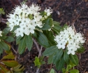 sadzonki -  Rhododendron glandulosum Ledum glandulosum /C1