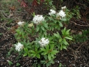 sadzonki - Rhododendron glandulosum Ledum glandulosum /C1