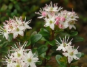 sadzonki -  Leiophyllum buxifolium zw. Kalmia buxifolia /C2