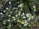 sadzonki - Leiophyllum buxifolium zw. Kalmia buxifolia /C2