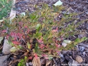 rośliny ozdobne - Chamedafne północna Chamaedaphne calyculata /C5