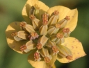 sklep ogrodniczy -  Przewiercień długolistny Bupleurum longifolium /C2