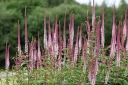 rośliny ogrodowe -  Przetacznikowiec syberyjski RED ARROWS Veronicastrum sibiricum /C2