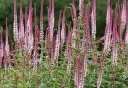 rośliny ozdobne - Przetacznikowiec syberyjski RED ARROWS Veronicastrum sibiricum /C2