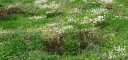 rośliny ogrodowe - Pratia pedunculata /C2