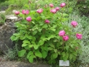 rośliny ogrodowe - Piwonia kaukaska Paeonia caucasica /C2