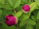 sklep ogrodniczy - Piwonia kaukaska Paeonia caucasica /C2