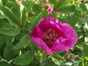 rośliny ogrodowe - Piwonia kaukaska Paeonia caucasica /C2