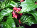 rośliny ozdobne -  Runianka Pachysandra axillaris 'Crug's Cover' /C2