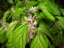 rośliny ogrodowe - Runianka Pachysandra axillaris 'Crug's Cover' /C2
