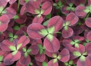 sadzonki - Koniczyna biała ISABELLA Trifolium repens /C2