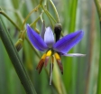 rośliny ogrodowe - Dianella revoluta 'DR5000' Little Rev /C2 *K9