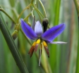 sadzonki - Dianella revoluta 'DR5000' Little Rev /C2 *K9