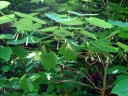 sklep ogrodniczy - Alangium platanifolium /C2