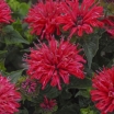 rośliny ozdobne - Pysznogłówka karłowa 'Pardon My Cerise' Monarda /C2,5