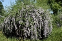 sadzonki - Budleja skrętolistna ARGENTEA Buddleja alternifolia /C2 *T24