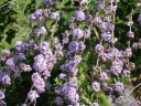 sklep ogrodniczy - Budleja skrętolistna ARGENTEA Buddleja alternifolia /C2 *T24