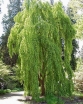 sadzonki -  Grujecznik płaczący MORIOKA WEEPING Cercidyphyllum japonicum C3/60-80cm