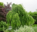 sklep ogrodniczy - Grujecznik płaczący MORIOKA WEEPING Cercidyphyllum japonicum C3/60-80cm