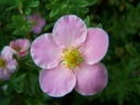 rośliny ozdobne -  Pięciornik krzewiasty Pink Queen (Potentilla fruticosa Pink Queen) C3