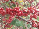 rośliny ogrodowe -  Oliwnik baldaszkowaty RED CASCADE Elaeagnus umbellata C2/40cm