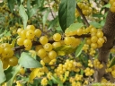 sadzonki -  Oliwnik baldaszkowaty AMBER Elaeagnus umbellata C3/40-60cm