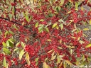 rośliny ogrodowe -  Oliwnik baldaszkowaty BIG RED Elaeagnus umbellata C2/30-40cm