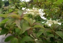sadzonki -  Hortensja miękkowłosa JERMYN'S LACE Hydrangea heteromalla /C3