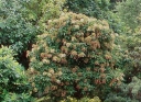 rośliny ogrodowe - Hortensja miękkowłosa JERMYN'S LACE Hydrangea heteromalla /C3
