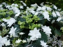 rośliny ogrodowe -  Hortensja ogrodowa HANABI® Hydrangea macrophylla /C2