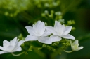 rośliny ogrodowe - Hortensja ogrodowa HANABI® Hydrangea macrophylla /C2