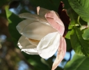rośliny ogrodowe - Magnolia SUMMER SOLSTICE C2/40cm