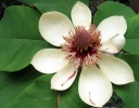 sadzonki - Magnolia SUMMER SOLSTICE C2/40cm