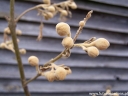 rośliny ogrodowe - Paulownia fargesii /C3