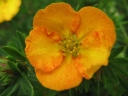 rośliny ozdobne -  Pięciornik krzewiasty Tangerine (Potentilla fruticosa Tangerine) C2