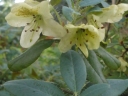 sadzonki -  Rhododendron lepidostylum Różanecznik siny /C1