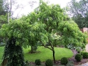 sklep ogrodniczy -  Robinia akacjowa TORTUOSA Robinia pseudoacacia C5/80-100cm