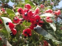 sklep ogrodniczy -  Euscaphis japonica /P9
