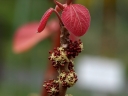 rośliny ogrodowe - Alchornea davidii /C5 *T42