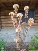rośliny ogrodowe - Alchornea davidii /C5 *T42