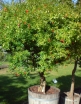 rośliny ogrodowe - Granatowiec karłowy NANA Punica granatum Granat C3/60cm