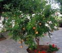 sadzonki - Granatowiec właściwy LEGRELLEAE Punica granatum Granat C3/50cm