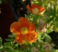sadzonki - Pięciornik krzewiasty Tangerine (Potentilla fruticosa Tangerine) C2