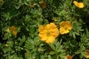 rośliny ozdobne - Pięciornik krzewiasty Tangerine (Potentilla fruticosa Tangerine) C2