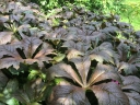 rośliny ogrodowe -  Rodgersja stopowcolistna BRAUNLAUB Rodgersia podophylla /C2