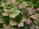 sadzonki - Rodgersja stopowcolistna BRAUNLAUB Rodgersia podophylla /C2